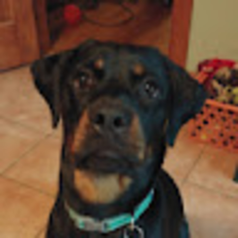 Meet your Posher, Bailey